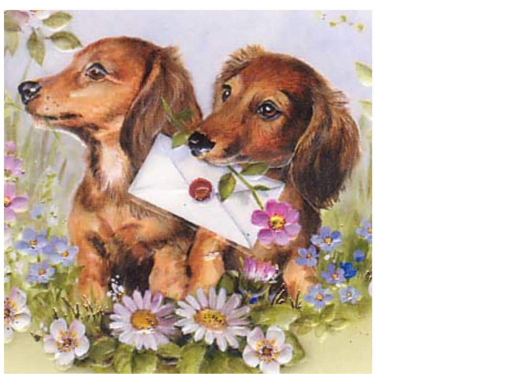 Sweet Little Dachshund Dog s Carry The Mail Card s Doxie Dachshund With Letter Long Haired Dachshund Dachie