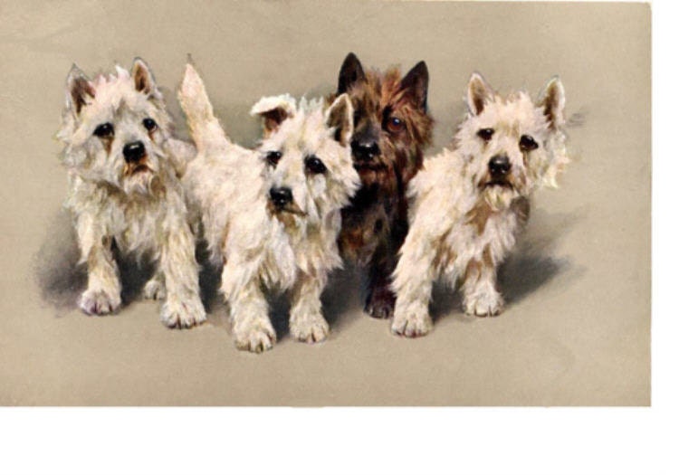 Cairn Terrier Dogs All In a Row Vintage Image Magnet Dog
