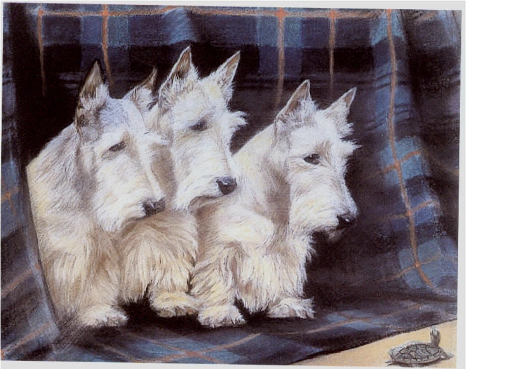 Three Scottie Dog s And a Turtle Notecard s Card Scottish Terrier Scotty Dog Curious Scottie