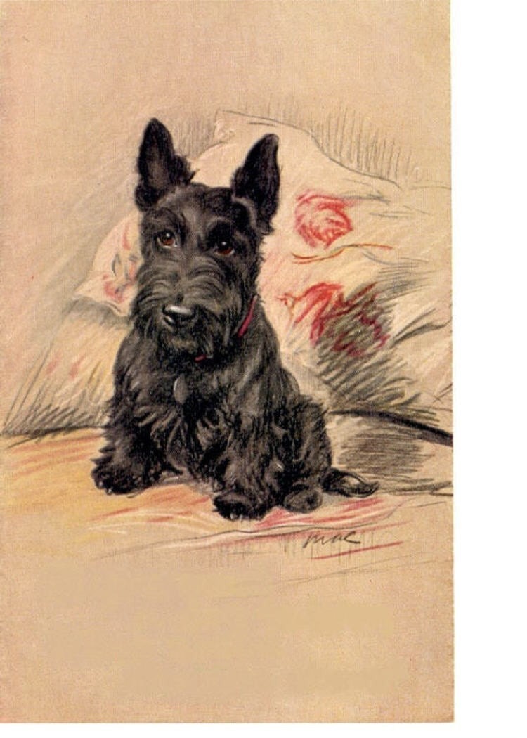 Little Scottie Love Scotty Dog Fridge Magnet Scottish Terrier