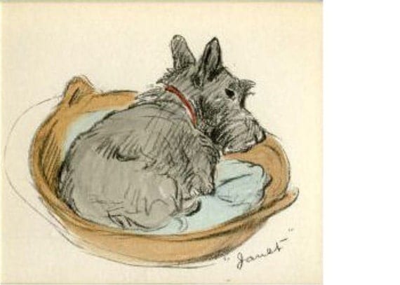 Baby Scottie Dog In a Basket Hush Now Print Nap Time Sleepy Scottish Terrier Reproduction Print