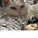 Breathtaking White Persian Cat Kitten Lace and Gold Flecks White Rose Cozy Snuggle Cards Notecards