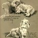 Westie and Scottie Dog Dopey and Gallant Series I Choose The BEST Chair Children's Book Terrier Dogs Westhighland Scottish