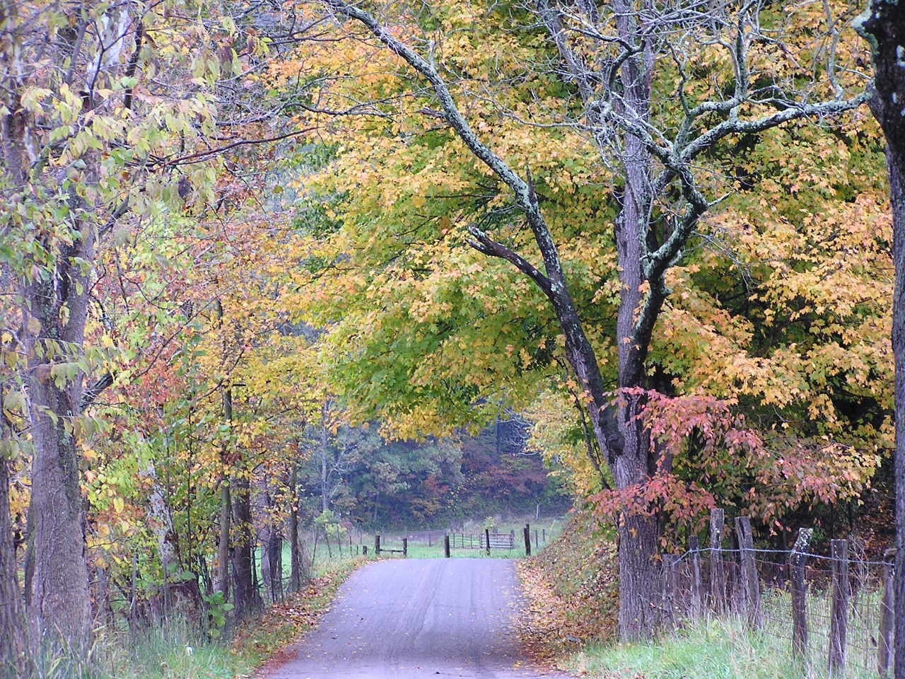 Nature Photography 5x7 Leaf Harvest Road Autumn in Ohio Fall Foliage Print