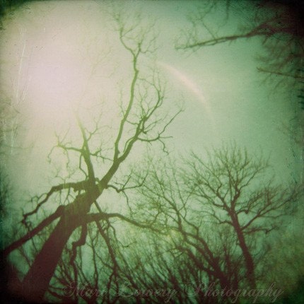 Green Skeletal Trees in Prospect Park Holga Photo Print , Burn - Frankenkitty
