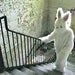 Bunny Photo Set, Set of Three 5x7 Creepy White Rabbit in Abandoned Building Photography Prints, Easter Decor