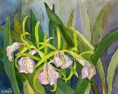 Cattleya Orchid original watercolor painting