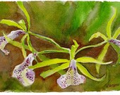 Four Cattleya Orchid blooms original watercolor painting