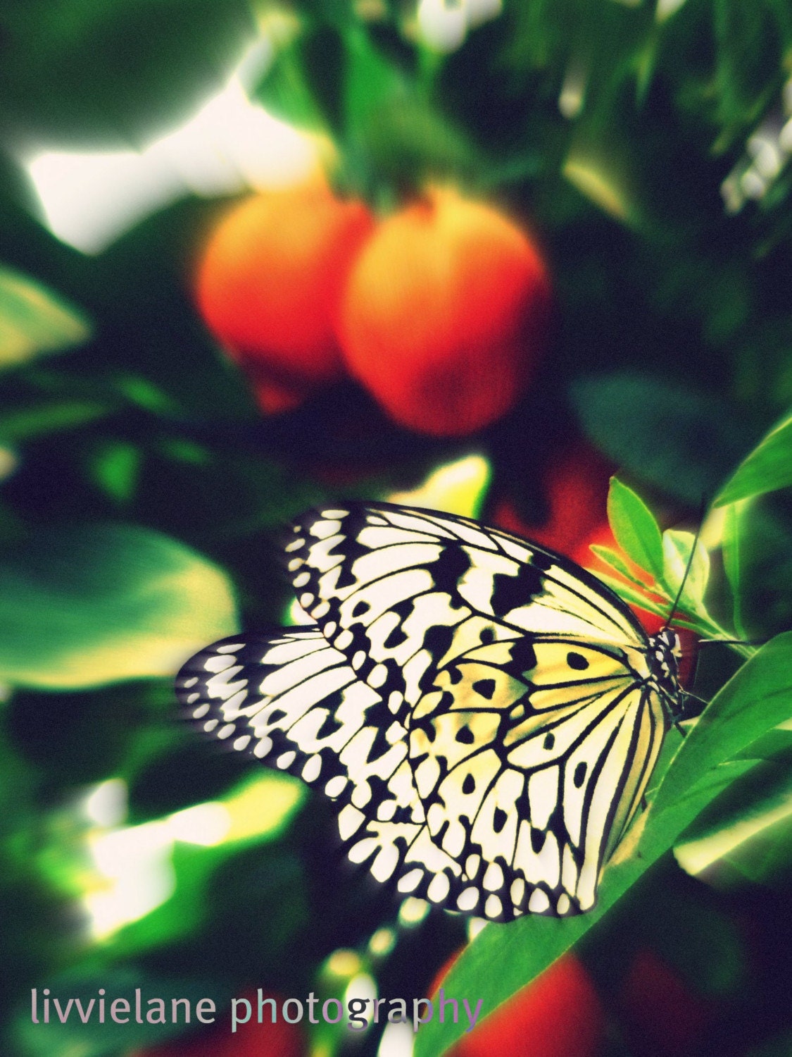Butterfly photo - Sitting, Waiting, Wishing - 8 x 10 fine art color photograph