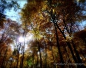 Nature photography - In Between Autumn Dreams - 8 x 10 fine art color photograph - amber golden burnt orange - livvielane