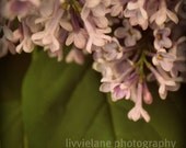 Flower photography - Your Love - 5 x 5 fine art shabby chic home decor - lilac soft purple