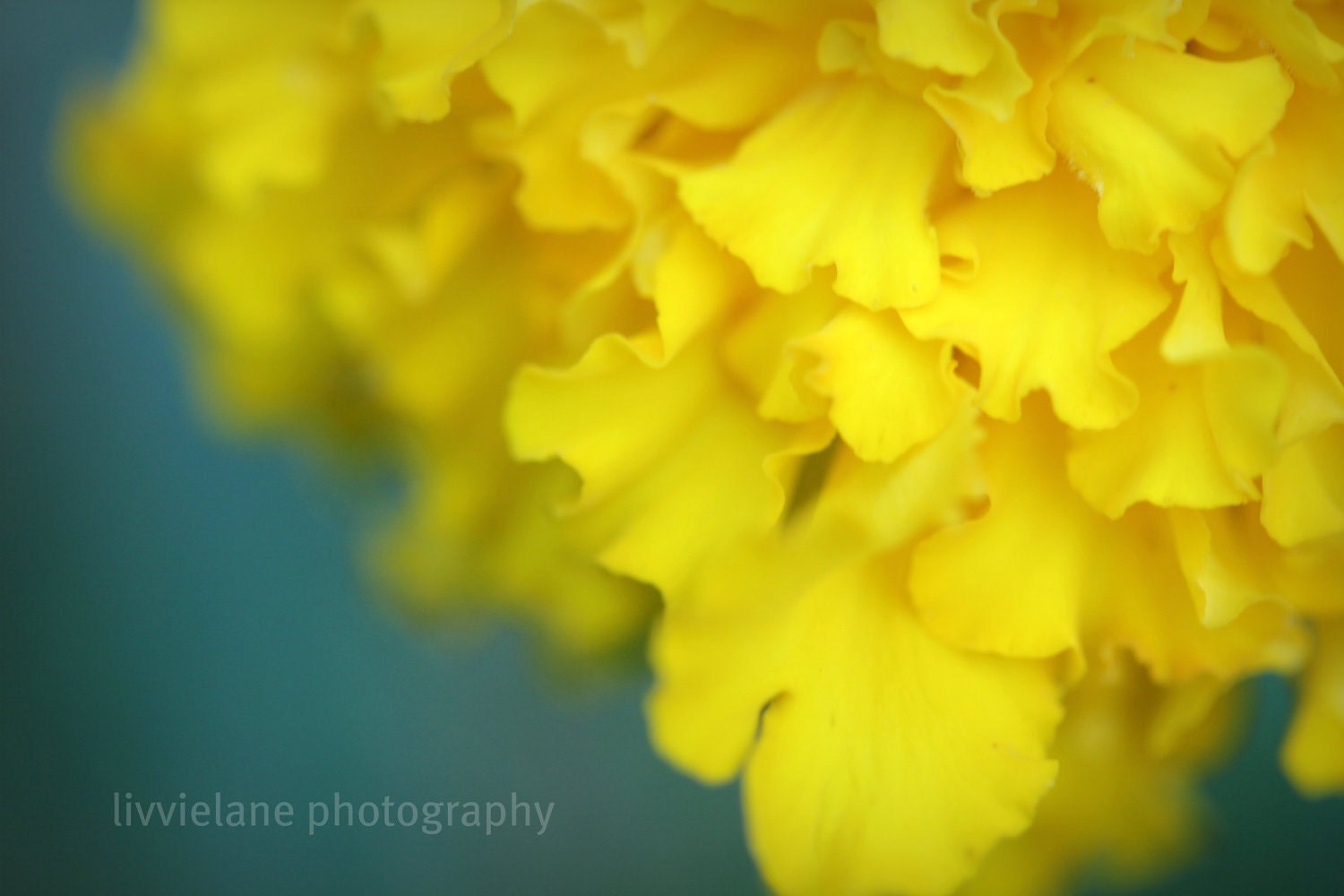 Marigold - Fine Art Flower Photography - 11x14 - Metallic paper - floral wall art home decor - mustard yellow sage