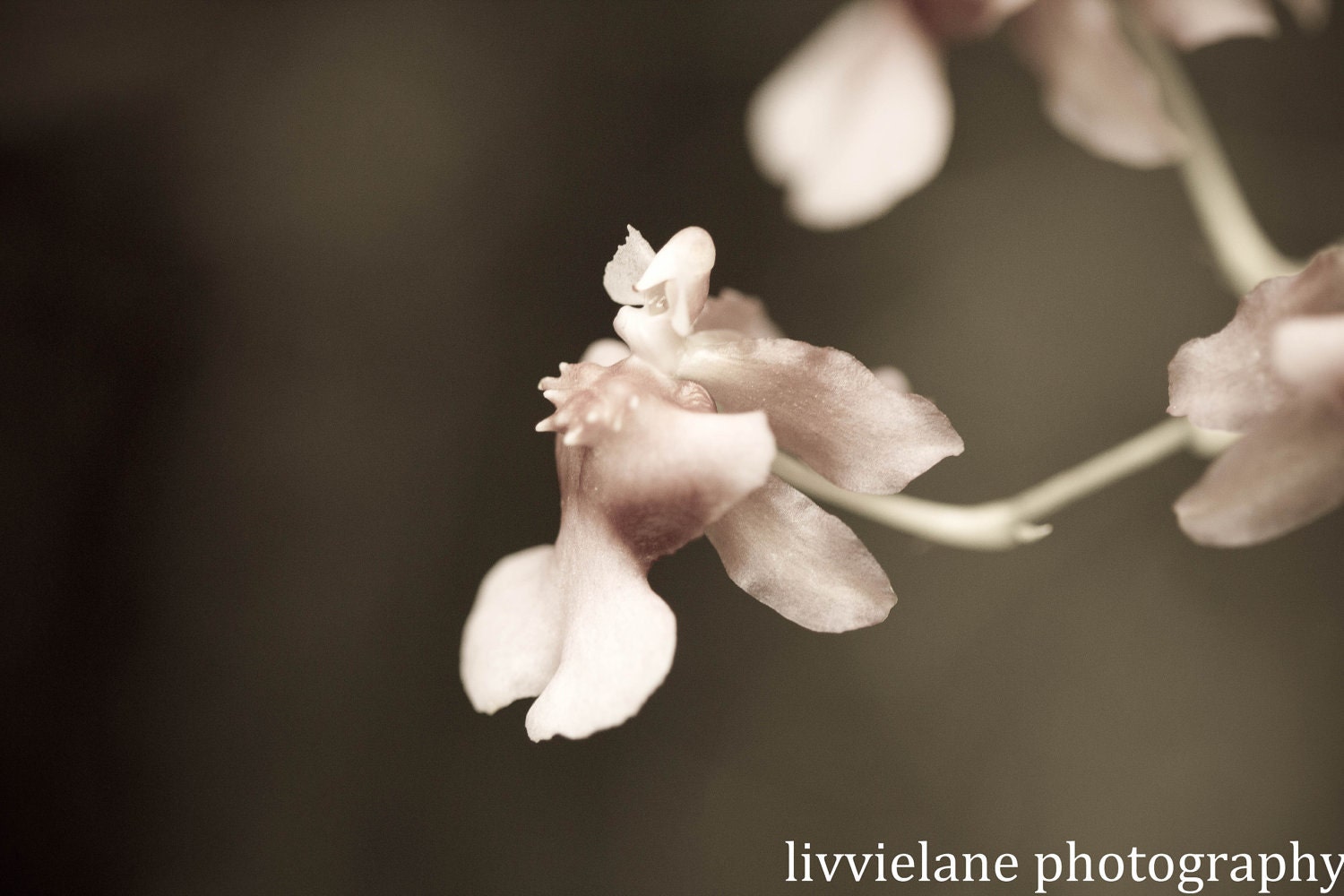 Orchid photograph - She Will Be Loved - 8 x 12 - blush pink and gray fine art flower home decor