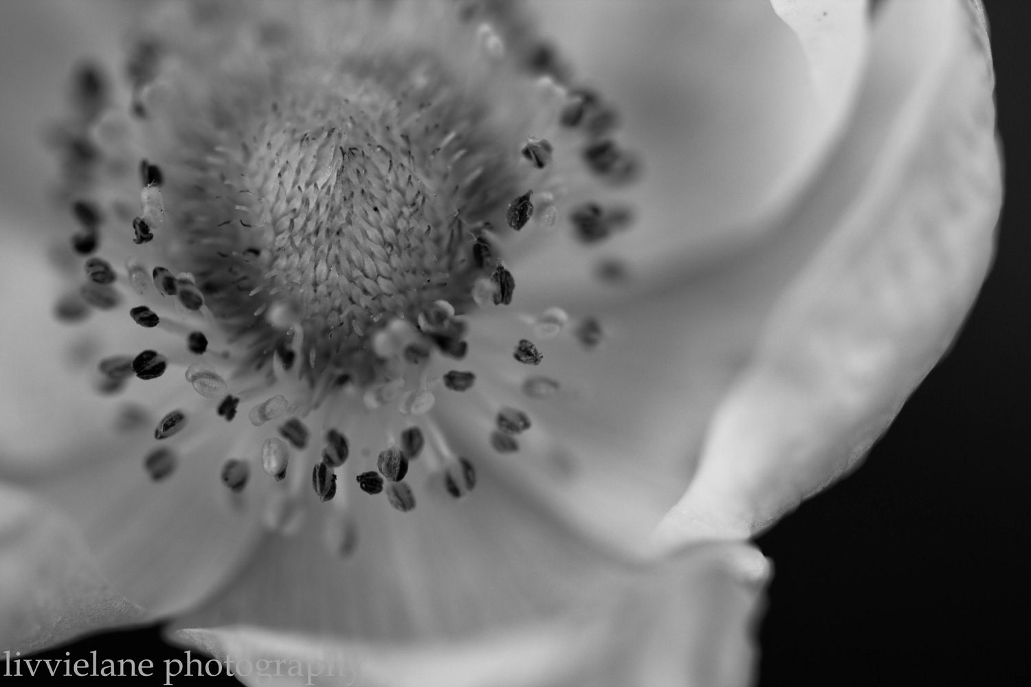 black and white flower photography - In The Moment -  8 x 12 fine art floral home decor