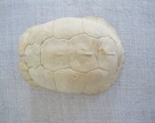 White Turtle Shell