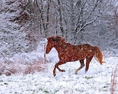 Ready, Set, Snow, fine art photographic print of beautiful red horse frolicking in the snow