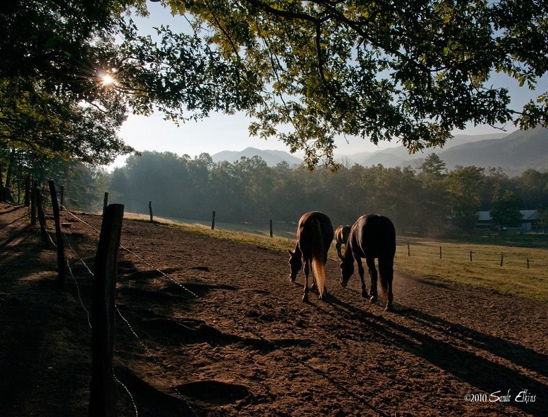 Morning Star, fine art equine photography print