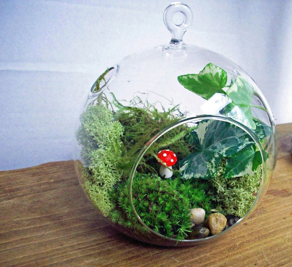 handblown glass orb moss terrarium kit by blithegardens on handblown glass orb moss terrarium kit by blithegardens on