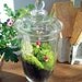 Apothecary Jar Terrarium No. 31