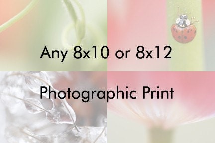 Any 8x8, 8x10 or 8x12 Fine Art Photographic Print
