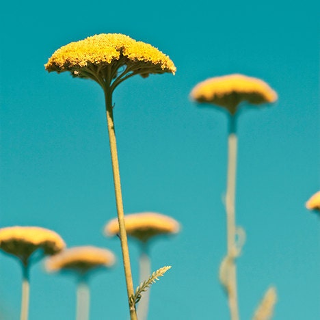 Blue yellow photo - Yarrow - 8x8 Fine Art Print - golden autumn flowers against an aqua sky - home decor
