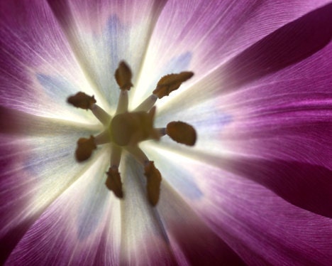 Purple flower photo - Purple Heart - 8x10 Fine Art print - home decor blue