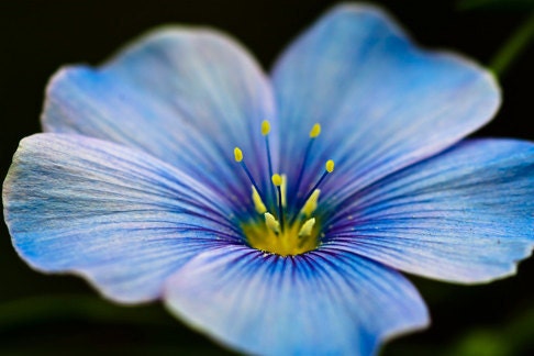 Summer flower photo - Mmmbop- 8x12 Fine Art Print - dramatic macro floral photography