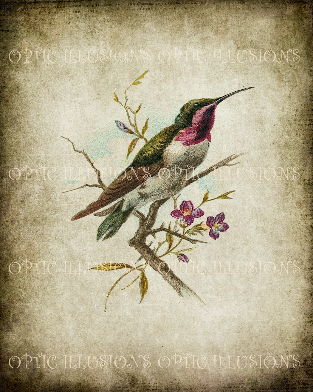 Printable Digital Picture - Vintage Bird Illustrations on Old Paper - BIRD 08 - 8 x 10 inches in size -