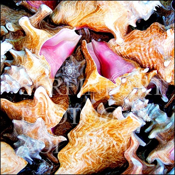 Conch Shells original photography beach ocean sand pink closeup
