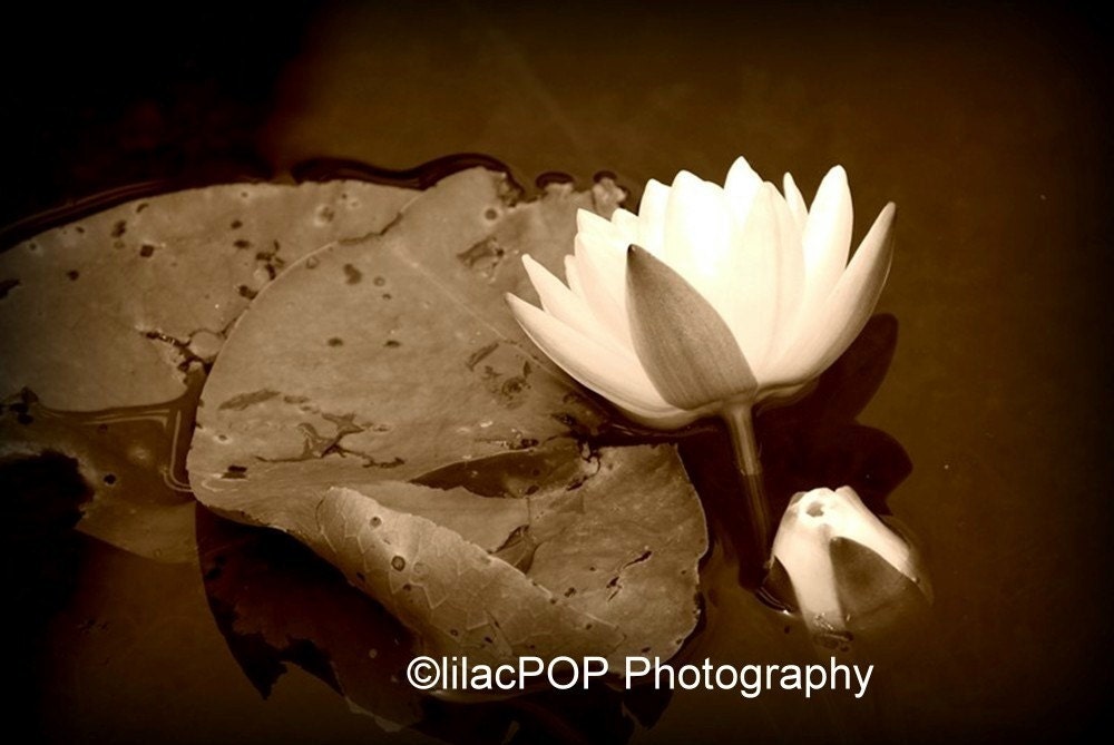 Lily Pads 8x10 Fine Art Photograph On Metallic Paper