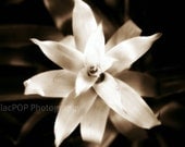 Ethereal Sepia Flower 8x10 Fine Art Photograph on Metallic