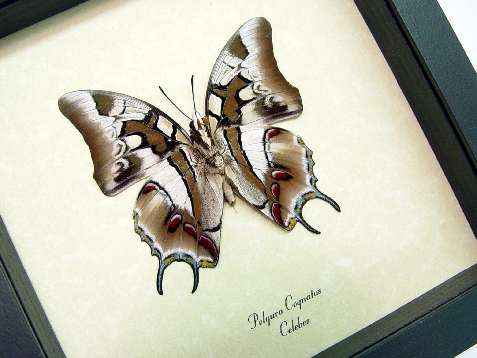 Polyura Cognatus verso Real Framed Exotic Dagger Tails Charaxes 135v