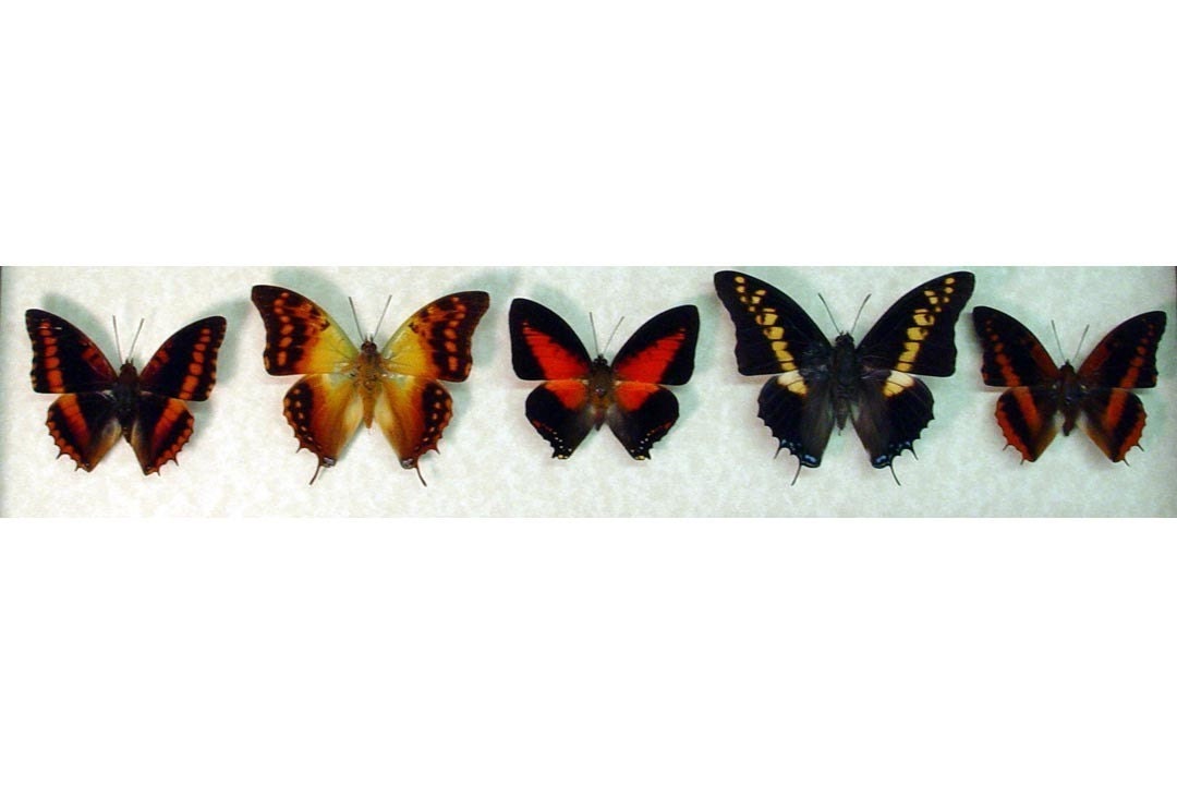 African Sunrise Collection 5 Butterfly Set Amazing Gift 7836