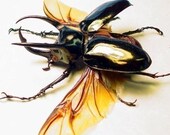 Fighting Atlas Beetle Conservation Framed Display 2432