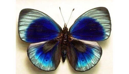 Callithea philotmia Real Framed Butterfly Conservation Display 355