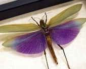 Real Purple Grasshopper Conservation Quality Display 7736
