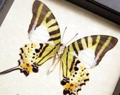 Graphium Antiphates Swordtail Real Butterfly Display 337v