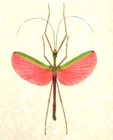 Pink Walking Stick Insect Real Conservation Display 2352