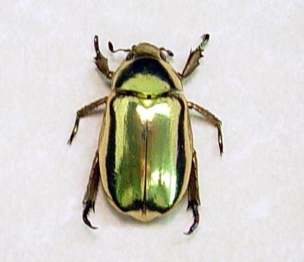 Real Beetle Chrysina Resplendens Looks like 24k gold 2433