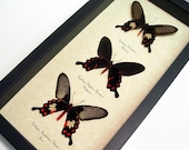 Great Gift Set Of 3 Real Butterfly Conservation Display 7863