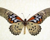 Worlds Widest Wingspan Real African Butterfly Display 675v