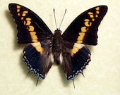 Real Dagger Tail African Charaxes Castor Butterfly 127