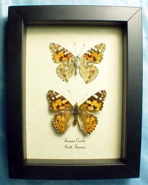 Painted Lady Set Vanessa Cardui Butterfly 6288