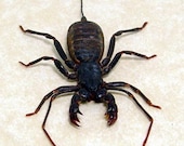 Real Long Tailed Whip Scorpion Real Framed Insect 7974