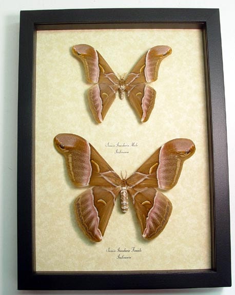 Giant Silk Moth Pair Real Framed Samia Insularis 7969