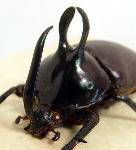 Real Rabbit Ear Beetle Framed Insect Display 8002