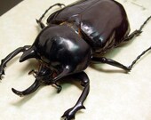 Real Giant Horned Elephant Beetle Framed 97mm 7993