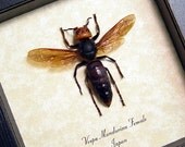 Real Giant Japanese Hornet Vespa Mandarina Female 7990