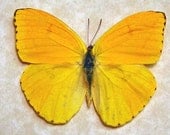 Jamaica Butterfly Apricot Sulphur Phoebis Argante Comstocki Real Framed Butterfly 8044