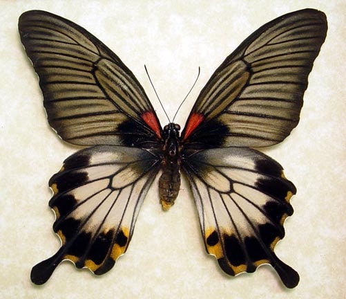 Papilio Lowi Zephyria Female Real Framed Swallowtail Butterfly 8073